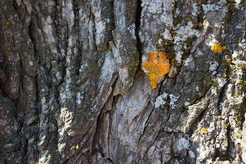 Tree bark texure Stock Photos