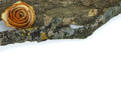 Tree bark, tree branch and orange rose on white background copy space 스톡 사진