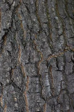 Tree Bark Tree Texture Background Pattern, Close-up Stock Photos