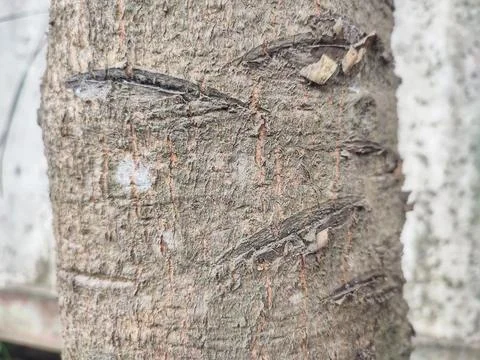 Tree bark, tree texture, bark Stock Photos