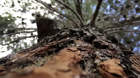 Tree bark treetop nature Video stock 98677182