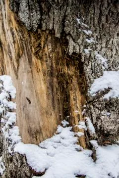 A Tree bark under the snow. A winter day.  Tree bark background. Stock Photos