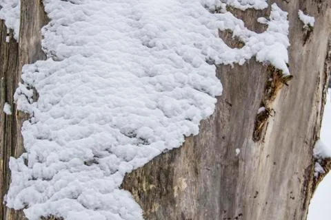 A Tree bark under the snow. A winter day.  Tree bark background. Stock Photos