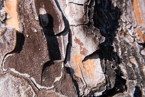 Tree bark under the sun. Stock Photos