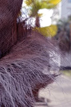 Tree bark is very different Stock Photos