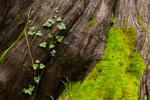 Tree Bark, a Vine and Moss Stock Photos