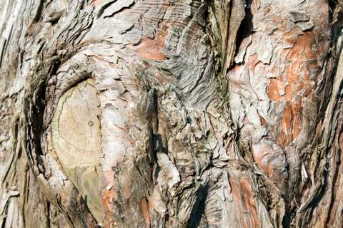 Tree Bark Weathered Texture 写真素材