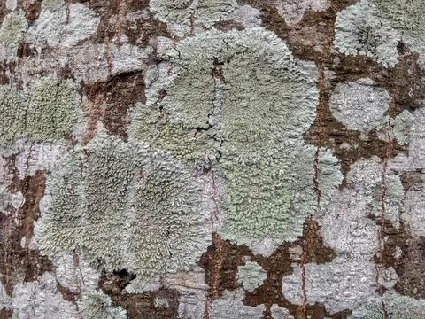Tree bark with white spots on its surface Stock Photos
