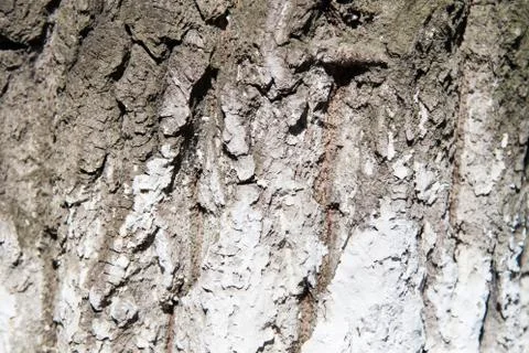 Tree bark in whitewash Stock Photos