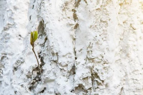 Tree bark in whitewash Stock Photos