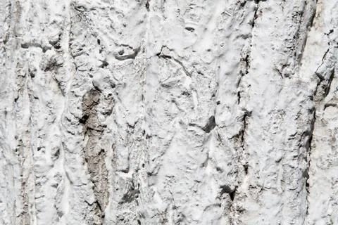 Tree bark in whitewash Stock Photos