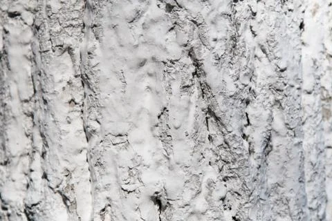 Tree bark in whitewash Stock Photos