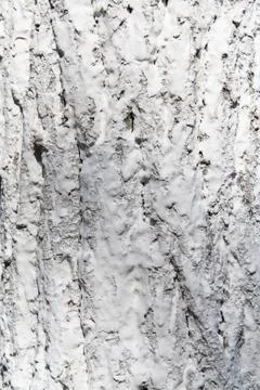 Tree bark in whitewash Foto stock