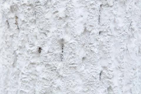 Tree bark in whitewash 스톡 사진