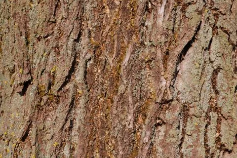 Tree bark of a willow Stock Photos