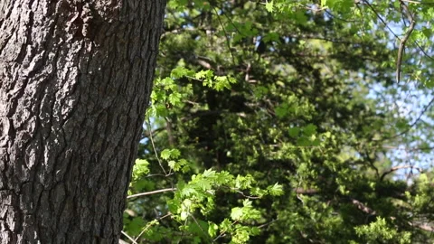 TREE BARK WINDY LEAVES Video stock 183094402
