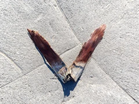 Tree bark like the wings on the pavement Stock Photos