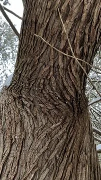 Tree Bark on a Winter Day Stock Photos
