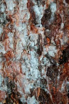 Tree bark in winter Foto stock