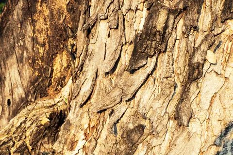 Tree bark. Wood moss. . Macro nature age background Stock Photos
