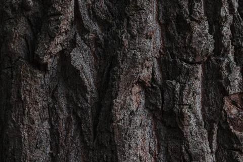 Tree bark. Wood texture. Tree bark texture pattern Stock Photos