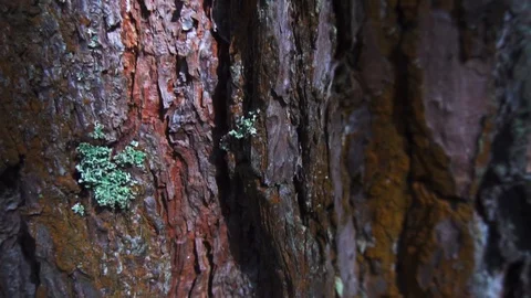 Tree bark, woody background close-up Stock Footage 99495557