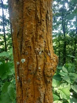 Tree bark0016 Stock Photos