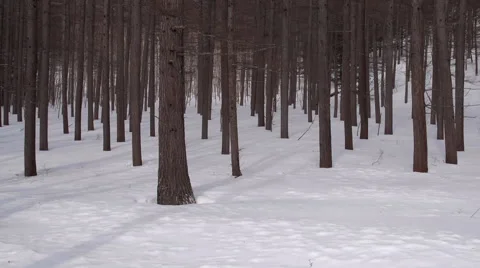 Tree barks against snowwhite background, Japan Stock Footage 53203538