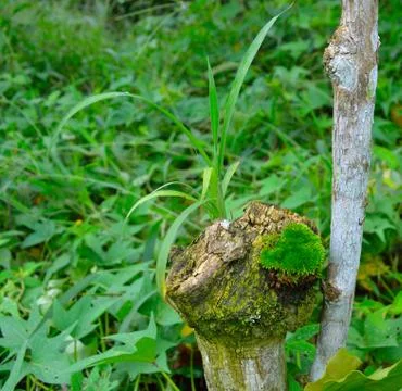 Tree barks can get hollow over time and mud enters it. Germination causes oth Stock Photos