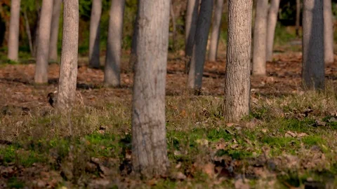 Tree barks at a forest on a grass field, with a bird wandering on the ground Stock Footage 103504379
