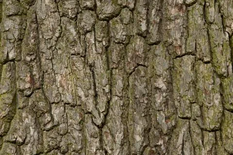 Tree barks Stock Photos