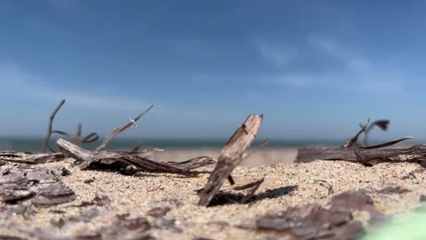 Tree barks in sea sand Stock Footage 202729037