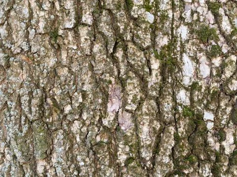 Tree BarkTexture Background close up shot silver birch with moss Stock Photos