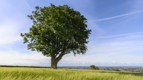 Tree &amp; Barley Blowing in Wind Time Lapse Stock Footage 91069794