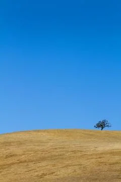 Tree on barren hillside Stock Photos