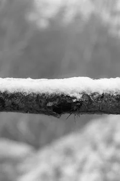 Tree barring path Foto stock