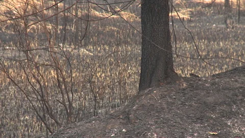Tree Base Among Burnt Peatland, Indonesia Stock Footage 142850193