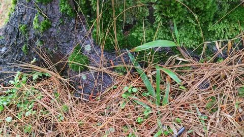Tree Base with Moss and Pine Needles 스톡 사진