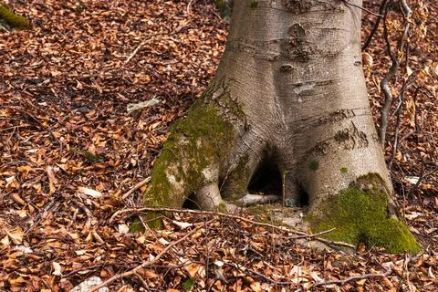Tree Base with Moss-Covered Roots on Forest Floor Stock Photos