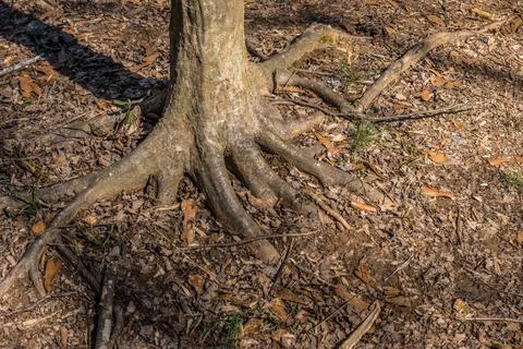 Tree base with roots Stock Photos