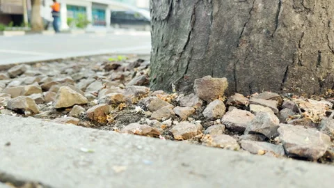 Tree Base Surrounded by Small Rocks Sits Quietly Beside a Busy City Street Stock Footage 335779304