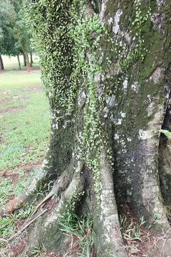 Tree Base with Vines and Moss on Bark for Natural Texture and Detail Stock Photos