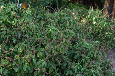 Tree basil, herb and ingredient of Thai spicy food Stock Photos