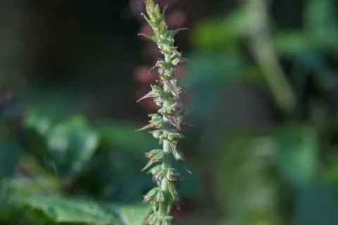 Tree basil, herb and ingredient of Thai spicy food Stock Photos