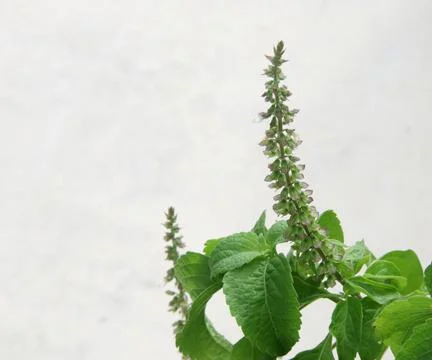 Tree Basil or Clove Basil branch and white background. Stock Photos