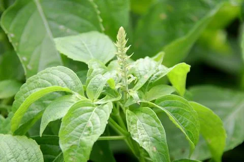 Tree basil shoot and young bunch of flowers. Stock Photos