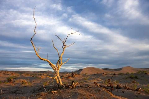 Tree basked in golden light. Stock Photos