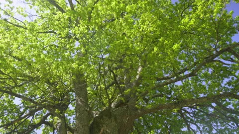 Tree in Basque Country landscape 動画素材 152484502