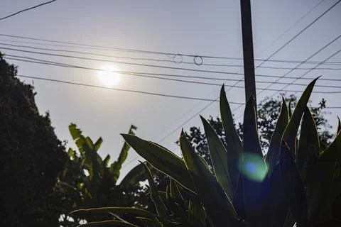 Tree Bathing In The Warm Evening Sunlight Stock Photos