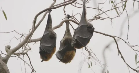 Tree Bats Resting Upside Down, Close Up 스톡 동영상 329287949